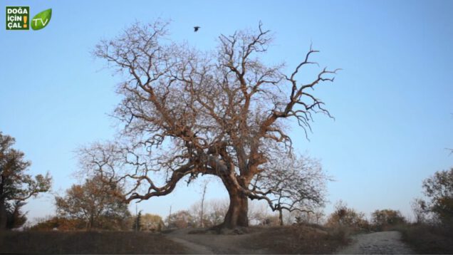 doğa için çal çarşambayı sel aldı