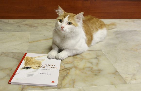 Savaştan kurtarılan ‘Barış’ kedinin hikâyesi kitap oldu