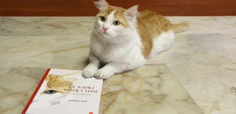 Savaştan kurtarılan ‘Barış’ kedinin hikâyesi kitap oldu