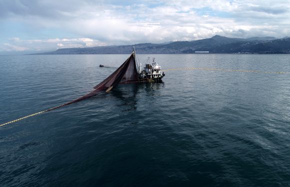 Uzmanlar uyardı: Marmara ve Karadeniz’deki dip balıkları çocuklara yedirmeyin