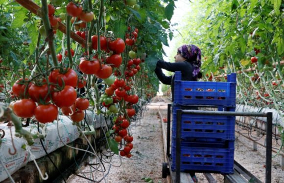 Rusya’ya 2019’da yapılan domates ihracatı 86 milyon doları aştı