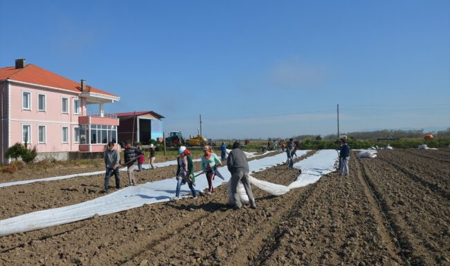 Bafra Ovası’nda karpuz ekimi başladı