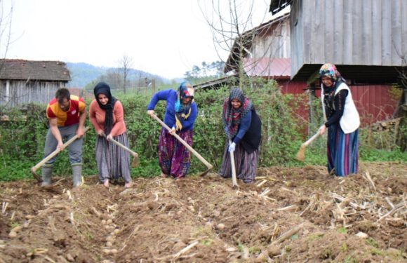 Batı Karadeniz’de patates hazırlığı başladı