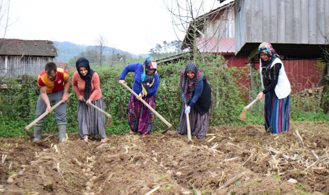 Batı Karadeniz’de patates hazırlığı başladı