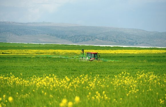 Buğday, arpa ve mercimekte yüksek rekolte bekleniyor