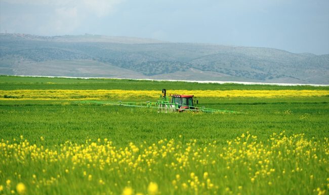 Buğday, arpa ve mercimekte yüksek rekolte bekleniyor