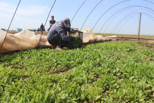 Çiftçiye 1 milyar 626 milyon liralık destek… Ödemeler bugün başlıyor…