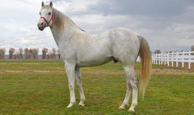 Şampiyon “Turbo” emekliliğinde bile 1 milyar 500 bin lira kazandırdı