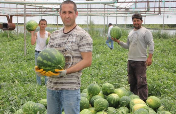 Antalya’da seralarda karpuz hasadına başlandı