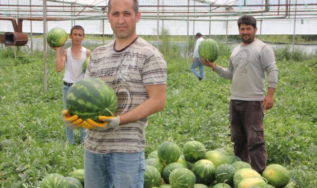 Antalya’da seralarda karpuz hasadına başlandı