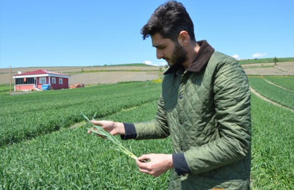 Buğday Pazarı Derneği Başkanı ilaçlamanın önemine dikkat çekti