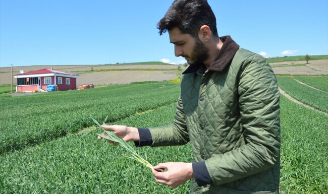 Buğday Pazarı Derneği Başkanı ilaçlamanın önemine dikkat çekti