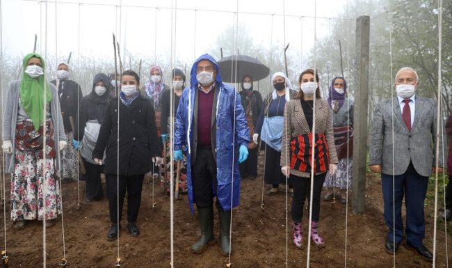 Ordu’da çoban fasulyesi toprakla buluşturuldu