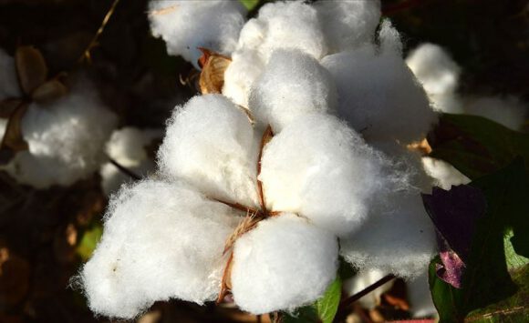 Pamukta üretim ve kalite yerli çeşitlerle artacak