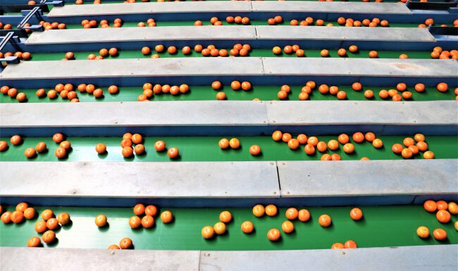 Akdeniz’den 253 milyon dolarlık turunçgil ihracatı