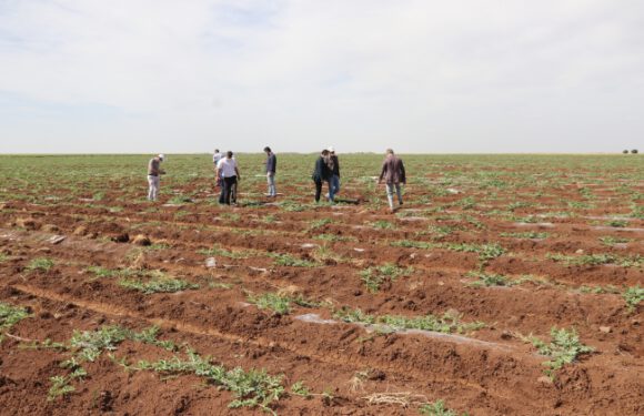 Diyarbakır’da dönüm başına 11 ton karpuz üretimi beklentisi