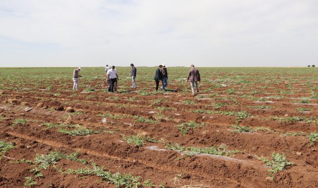 Diyarbakır’da dönüm başına 11 ton karpuz üretimi beklentisi
