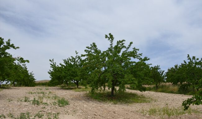 Malatya kayısısında yüksek kalite bekleniyor