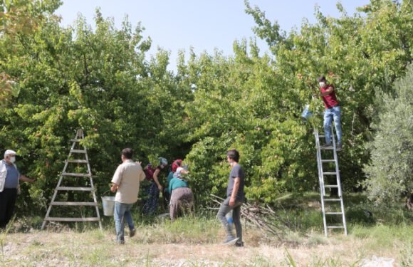 Mut kayısısında 110 bin ton rekolte beklentisi