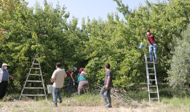 Mut kayısısında 110 bin ton rekolte beklentisi