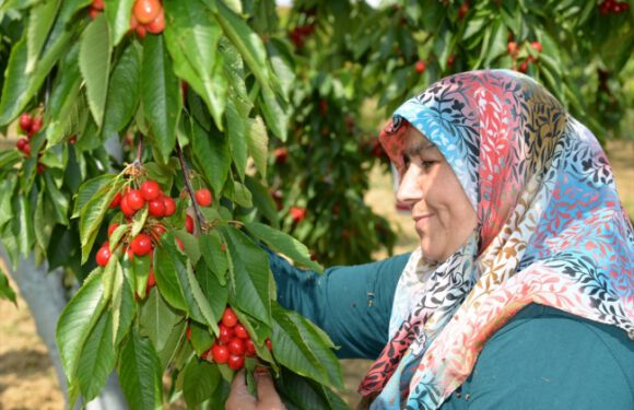 Türk kirazı Avrupa’da ağızları tatlandırıyor