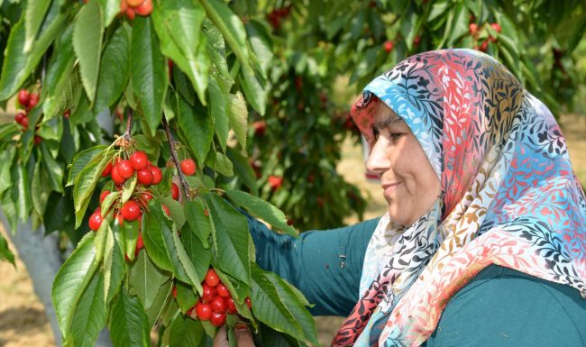 Türk kirazı Avrupa’da ağızları tatlandırıyor