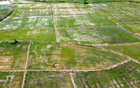 Bafra Ovası’nda çeltik ekim alanı yaklaşık 30 bin dekar arttı