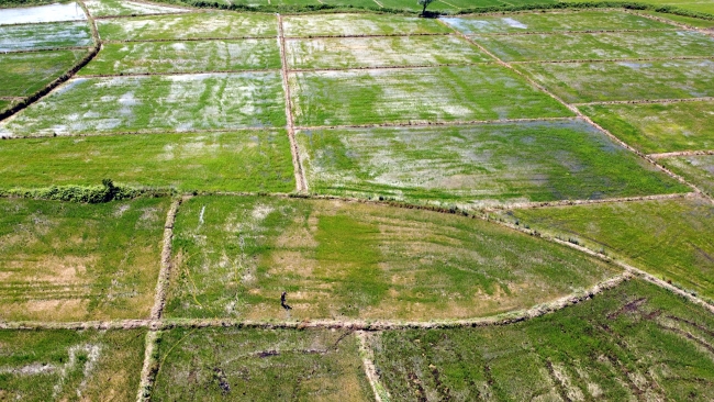 Bafra Ovası’nda çeltik ekim alanı yaklaşık 30 bin dekar arttı