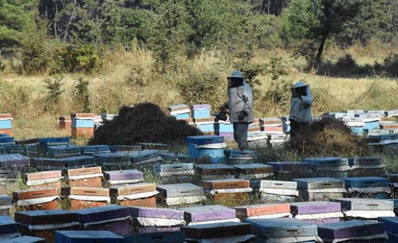 Muğla gezginci arıcıların üssü oldu