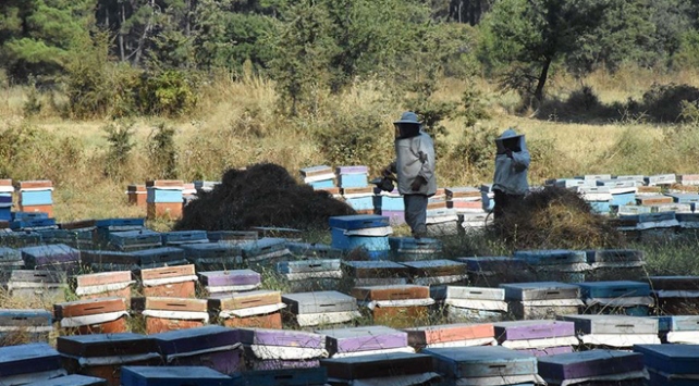 Muğla gezginci arıcıların üssü oldu