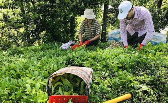 8 ayda 10,77 milyon dolarlık çay ihracatı