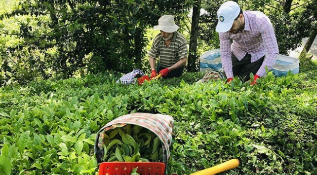 8 ayda 10,77 milyon dolarlık çay ihracatı