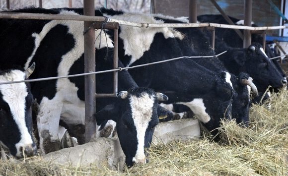 Hayvan hastalıkları tazminatında yeni düzenleme