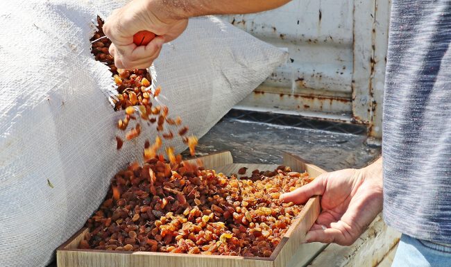 TMO kuru üzüm alımına başladı