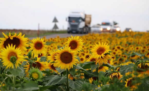 Trakya Birlik ayçiçeği avans ödemesi fiyatını revize etti