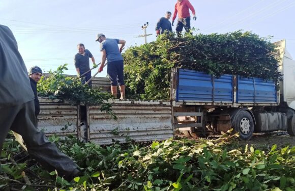 Defneden bu yıl ekonomiye 2 milyar lira katkı hedefleniyor