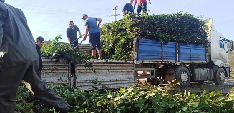 Defneden bu yıl ekonomiye 2 milyar lira katkı hedefleniyor