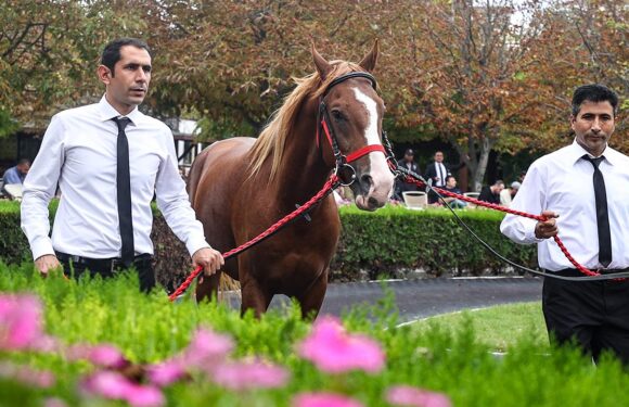 TİGEM, 18 tayın satışından 7,1 milyon lira gelir elde etti