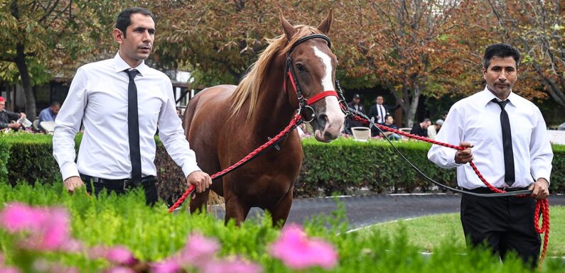 TİGEM, 18 tayın satışından 7,1 milyon lira gelir elde etti