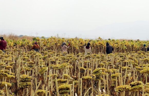 Tarım işçilerinin günlük ücreti arttı TRT Haber Ekonomi Haberleri AA