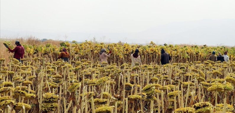 Tarım işçilerinin günlük ücreti arttı TRT Haber Ekonomi Haberleri AA
