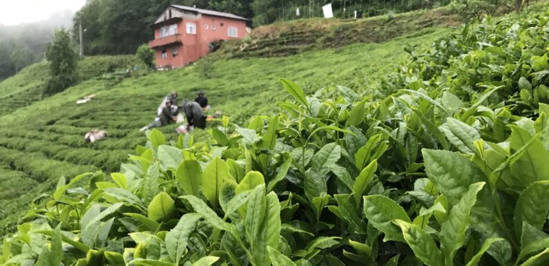 Çay ihracatı 3,2 milyon doları aştı TRT Haber Ekonomi Haberleri AA