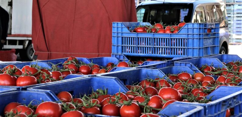 Kasalarca domatesi çöpe atan firmaya 77 bin lira ceza TRT Haber Ekonomi Haberleri TRT Haber