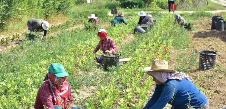 Kastamonuda 400 bin adet yabani meyve üretimi yapıldı TRT Haber Ekonomi Haberleri İHA