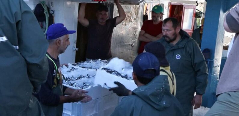 Marmara Denizi’nde hamsi geçen yıla oranla iki kat arttı TRT Haber Ekonomi Haberleri TRT Haber