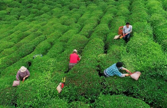 Çay üreticilerine 363,6 milyon lira destek ödemesi bugün yapılacak