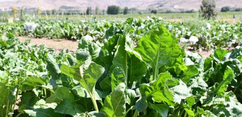 Yerli şeker pancarı tohumu tescil edildi