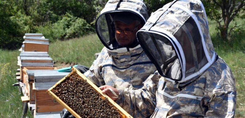 Arıcılar 1744 rakımlı Dinek Dağı’nda devlet desteğiyle bal üretiyor