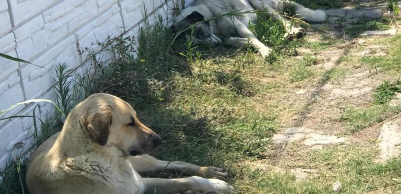 Sıcak havalar köpekleri saldırganlaştırıyor