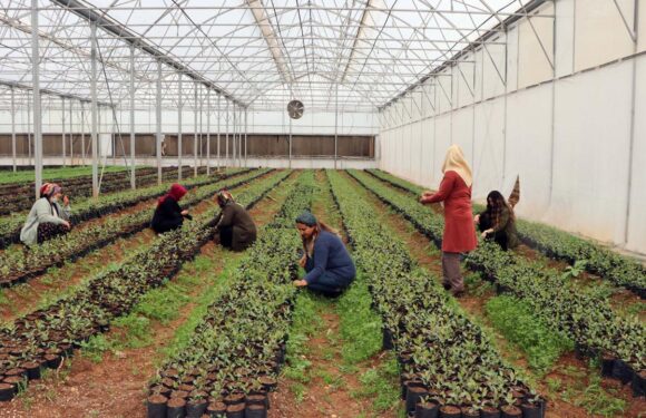 Gençler ve kadınların desteklerle kırsalda üretimi sürdürmesi amaçlanıyor